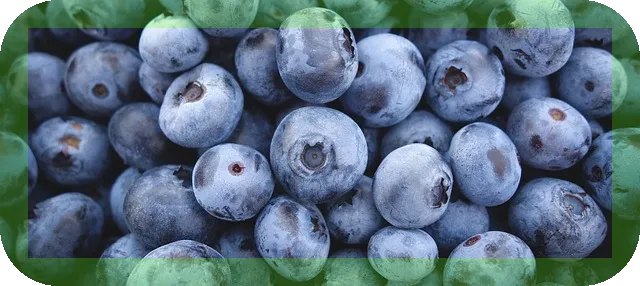 블루베리의 적정 섭취량은? 효과는 무엇인가