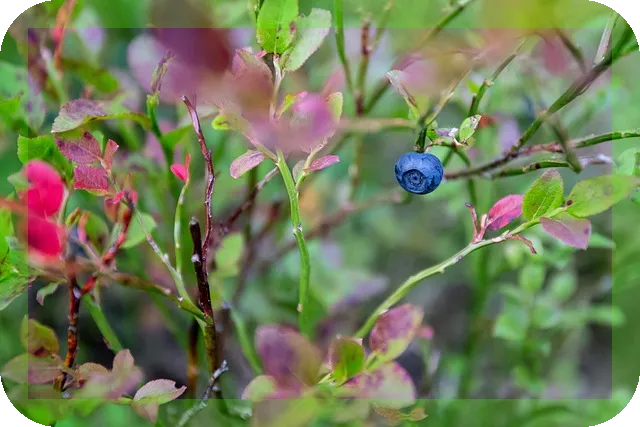 블루베리의 적정 섭취량은? 효과는 무엇인가