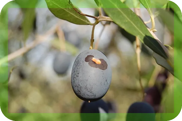 엑스트라버진올리브유 바로알고 먹자 건강과 맛이 공존하는 비결은?
