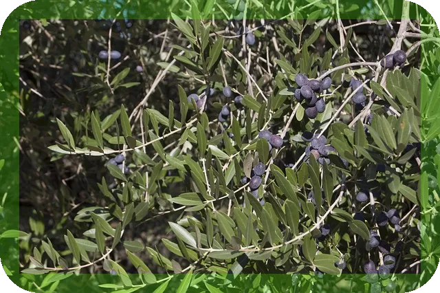 엑스트라버진올리브유 바로알고 먹자 건강과 맛이 공존하는 비결은?