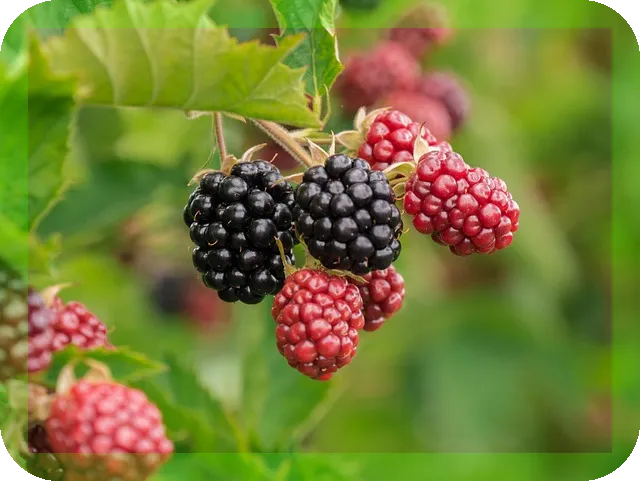 철분 영양제 선택가이드로 남성 건강 지키기