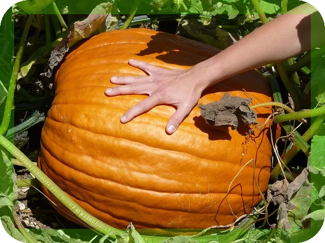 철분 영양제 선택가이드로 남성 건강 지키기