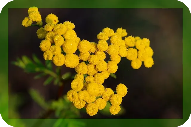 항암식단표 가이드, 건강한 삶의 첫걸음은?